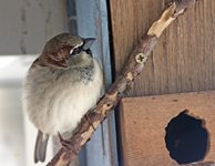House Sparrow 5865